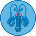 Prostate icon